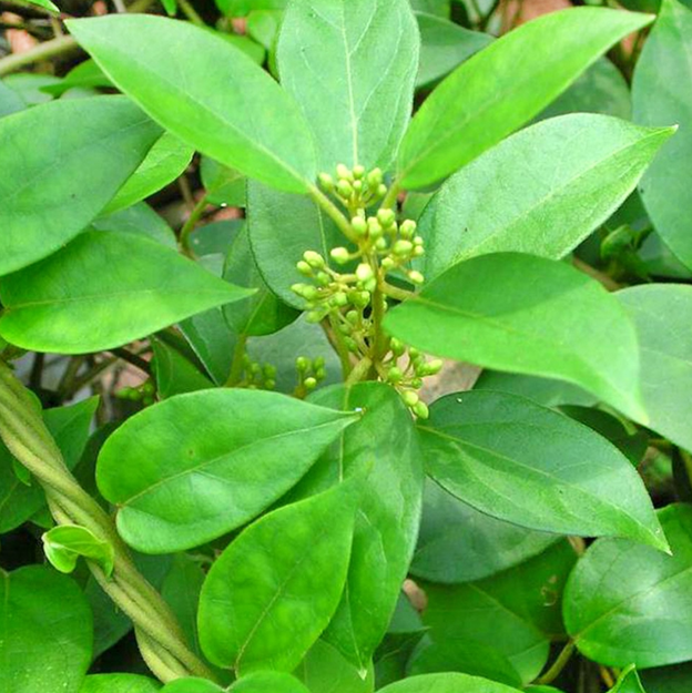 Gymnema Sylvestre